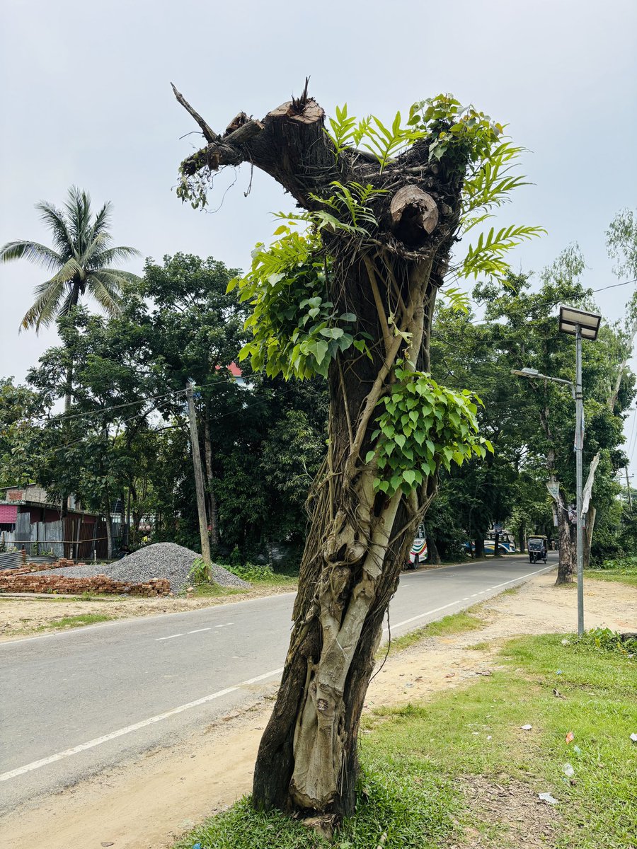 ABULKASHAM's tweet photo. Treegraphy by abulkasham https://t.co/bMIusEMGef