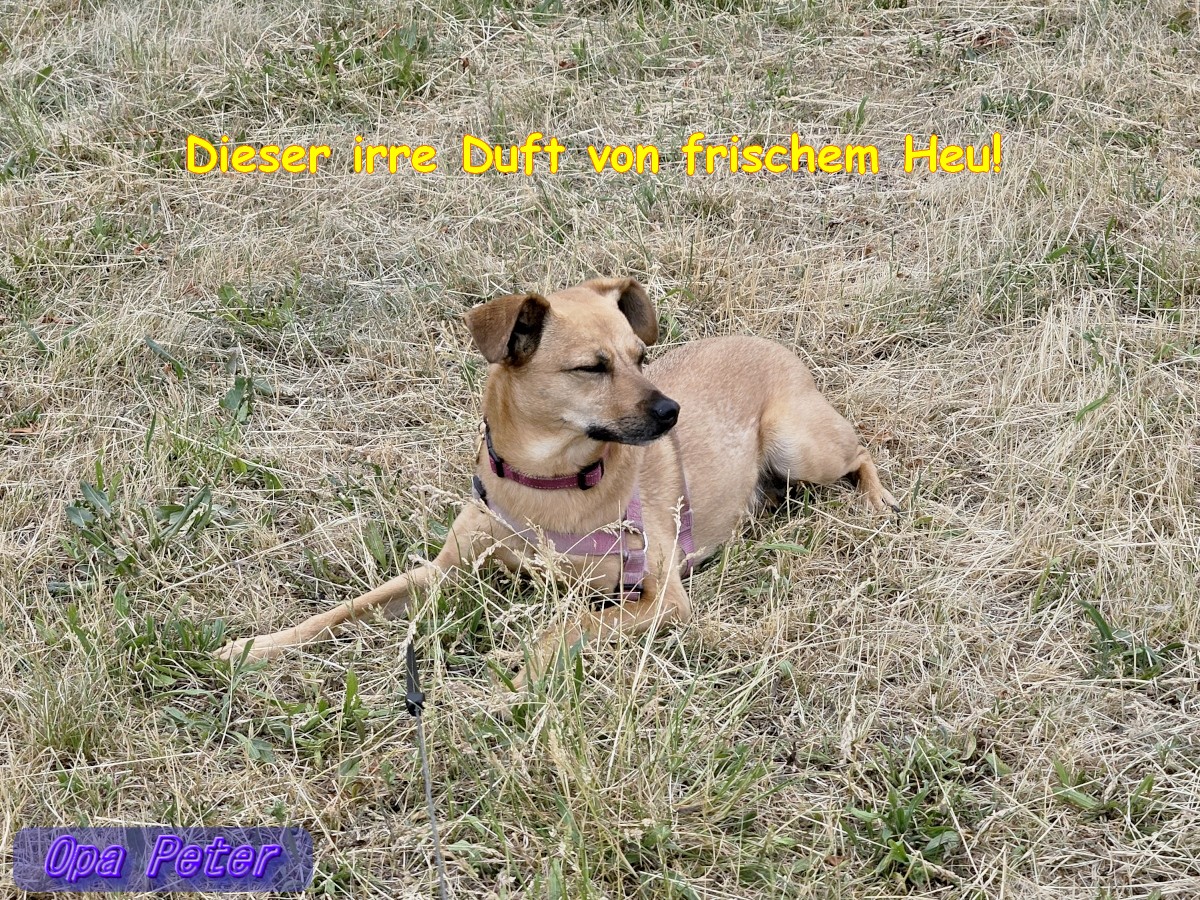 WahlBriesianer's tweet photo. Guten Morgen allerseits! 
Einen guten Wochenstart! ☀️🍀💖 

➡️Forschungsministerin "Doro-wir-erwarten-nicht-viel-von-Dir"-Bär🐻 ist eine Zumutung für Wissenschaftler und Studierende. "… aber viel Geld nach Bayern …😁

Auf geht's, Früh-Runde mit Aimy.
#Briesen (Mark) #Oderland https://t.co/ysTyoMXW3S
