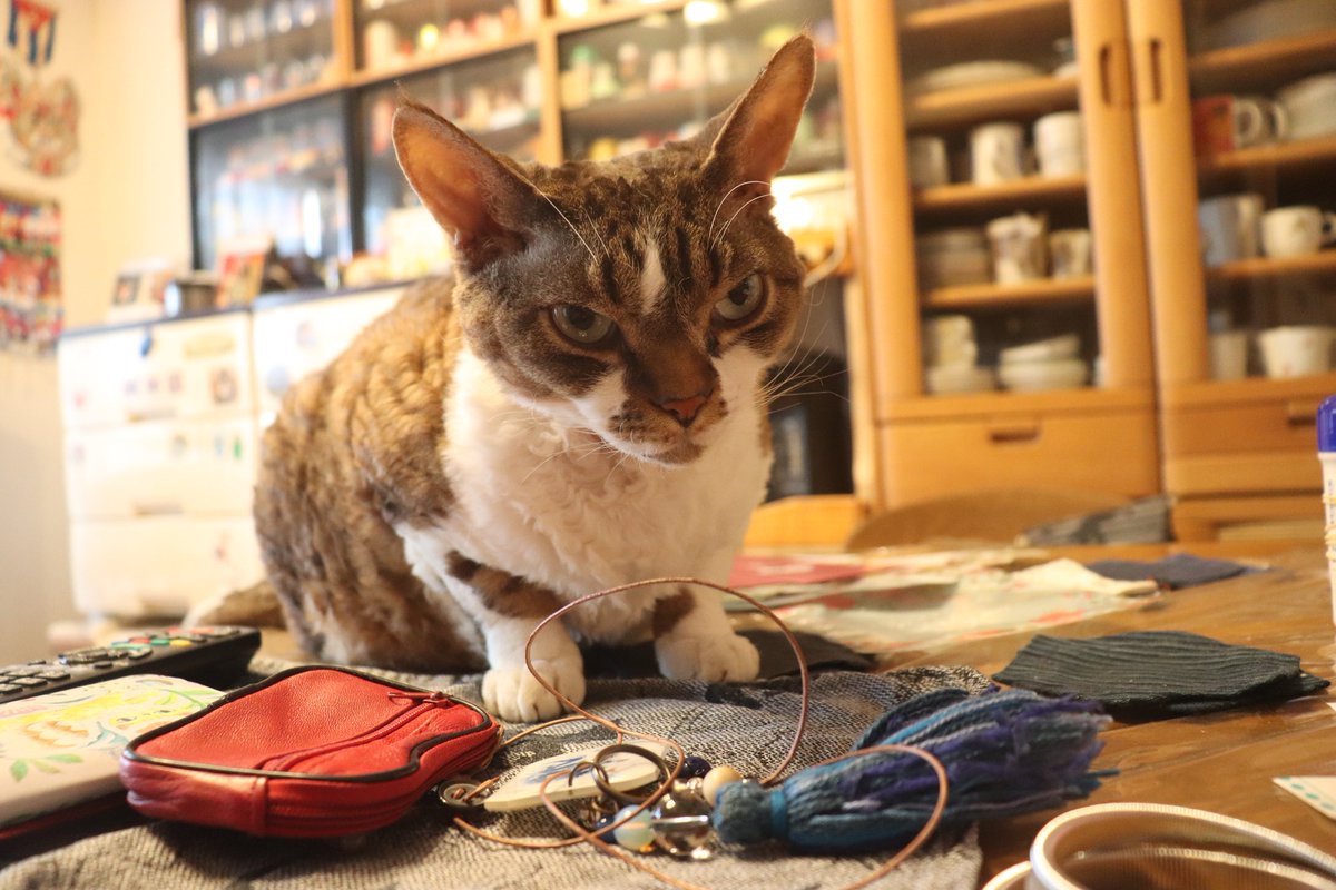 1Ja9w8wpHrbzSWm's tweet photo. 2026年6月8日(月) 今日のチョコくん🐈⬛
おはようございます。今週も宜しくお願いします。
関東甲信も梅雨入りしましたね。今朝も雲が多いです💦
雨は止んだかな?
チョコくん今朝はうろうろ😸
片付いてないテーブルでチョコくんのショットを(^_^)
#devonrex #デボンレックス
#sakuraquiet https://t.co/eW52JW6t1x