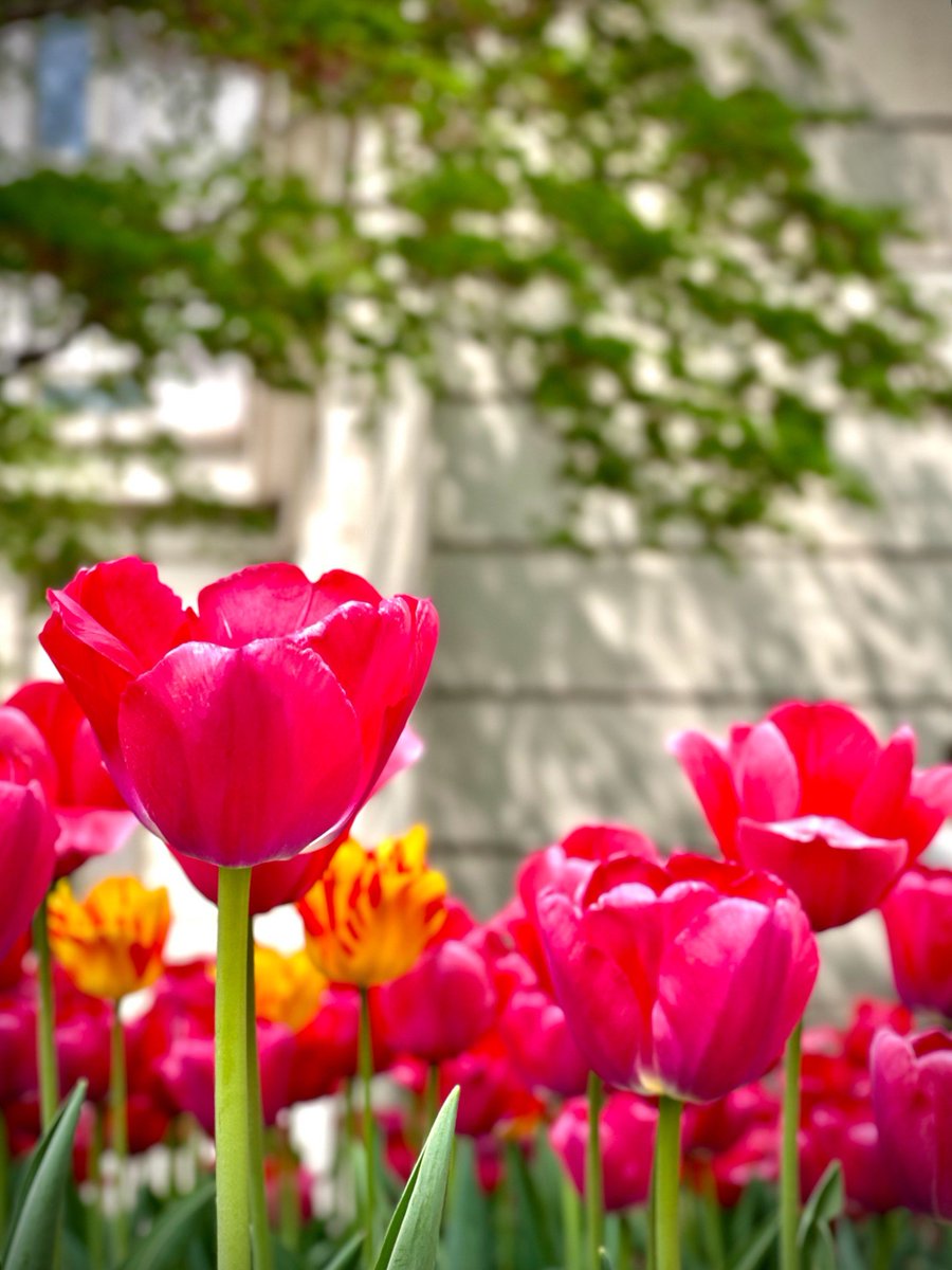 micmandelli's tweet photo. Spring is here! The sun’s out, flowers are blooming, and everything feels so fresh ， https://t.co/uPwXCq7WYR
