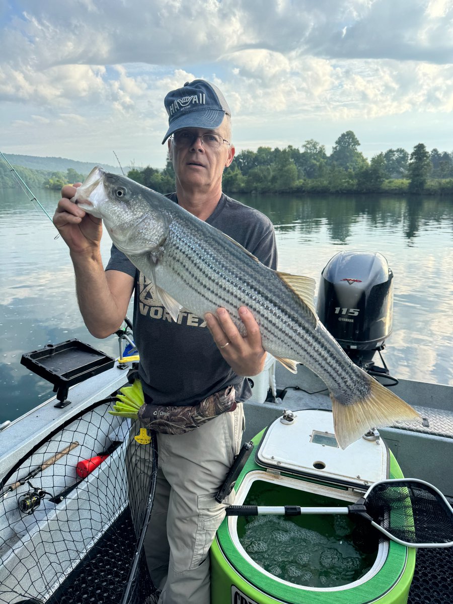 Capt_Billy_TN's tweet photo. Another Striped Bass in the boat along with a few other fish!  On a Threadfin!  Boy is it getting hot out now!  It's slowed down the bite some but there are still some fish biting!  My guide site: https://t.co/D4jNvYQ0kV #guidelife #fishing #stripedbass https://t.co/x45qiJ8OZY