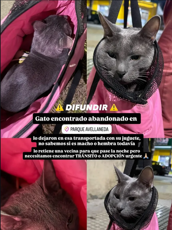 McKennaSG1's tweet photo. #CABA 🇦🇷 #Parque_Avellaneda 🇦🇷 
Difundamos, por favor.
Posiblemente robado y luego abandonado.
Debe tener dueños que lo estén buscando.
Es un rusito azul.
@gatitosdeavella @hacefelizungato  @DeGatitos_ 
@SilvanaParadiso @mebolcomba @Tabyta201 https://t.co/eakWvoEL0J