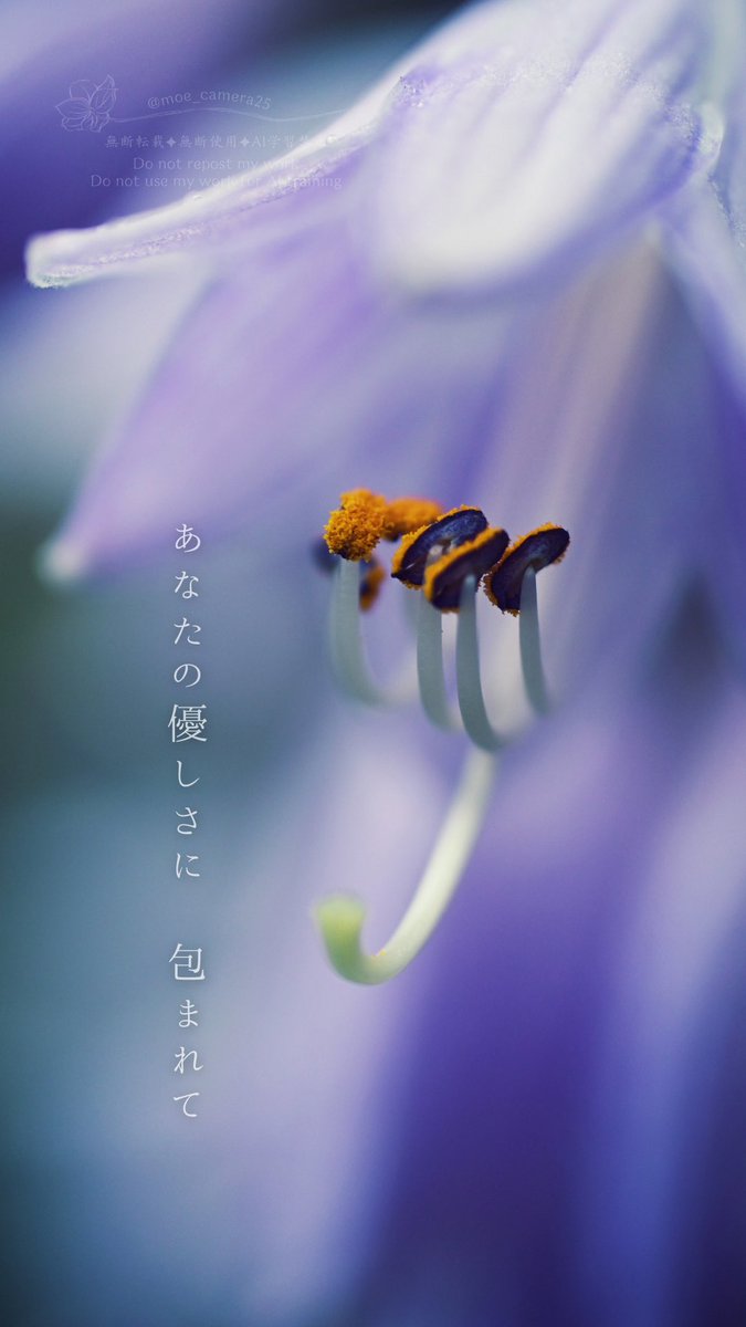 moe_camera25's tweet photo. ーあなたの優しさに  包まれてー

傍にあるやさしさを
感じていたい
そう思えた日🫧

#花  #風景
#私とニコンで見た世界
#ファインダー越しの私の世界
#キリトリセカイ
#photography
#moe_photo25 https://t.co/ymplmO6iuQ