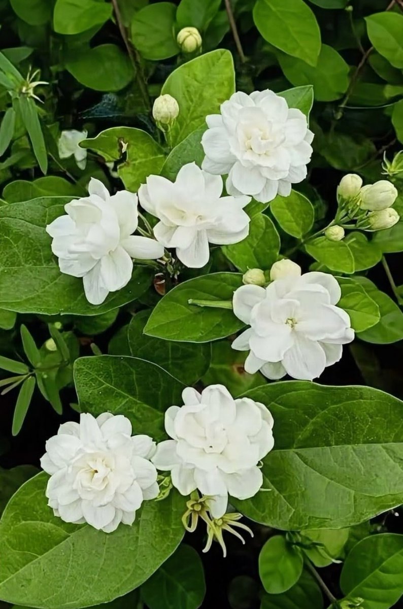 Wayofsky1's tweet photo. ６/８(月) おはようございます💐
今日のお花は【ジャスミン】
和名は｢茉莉花(マツリカ)｣
〝香りの王様〟と言われ強い香りを放ちます *¨*•.¸♬︎
                   🌸《《花言葉》》🌸
     ｢愛らしさ｣ ｢優美｣ ｢官能的｣ ｢清楚｣

          🌹《《色別の花言葉》》🌹
        白色…｢温和｣ ｢従順｣ ｢好色｣
        黄色…｢優雅｣ ｢優美｣
黄色のジャスミンは黄素馨(キソケイ)と言う原種でほとんど香りがありません。

香料として使われますが沢山の花から精油は微量しか採取出来ません

ジャスミンは世界中に300種類あると言われ、お茶はマツリカ、香水には大花ソケイ種が使われてます。

本日はジャスミンティなど如何ですか🍵

それでは今日も良き一日をお過ごしくださいませ🍀

【備考】
ジャスミンとはモクセイ科のソケイ属に属する植物の総称のことを言います☝