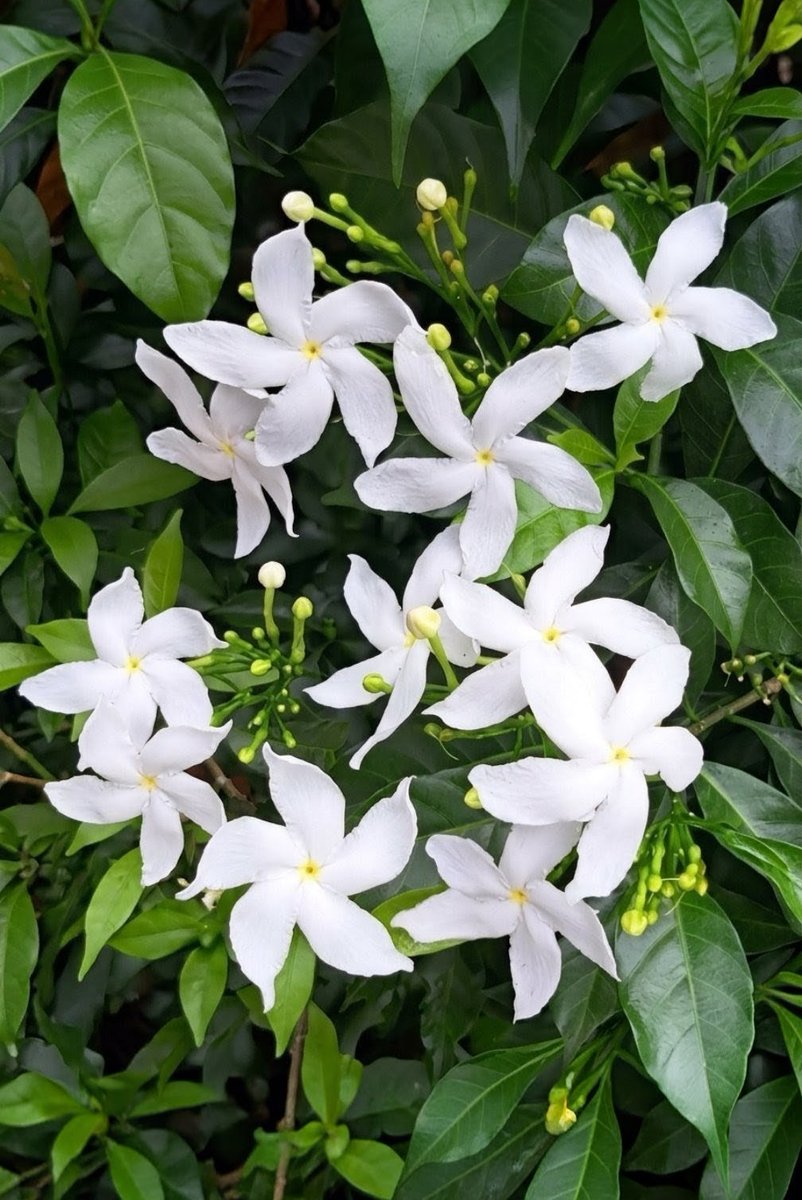 Wayofsky1's tweet photo. ６/８(月) おはようございます💐
今日のお花は【ジャスミン】
和名は｢茉莉花(マツリカ)｣
〝香りの王様〟と言われ強い香りを放ちます *¨*•.¸♬︎
                   🌸《《花言葉》》🌸
     ｢愛らしさ｣ ｢優美｣ ｢官能的｣ ｢清楚｣

          🌹《《色別の花言葉》》🌹
        白色…｢温和｣ ｢従順｣ ｢好色｣
        黄色…｢優雅｣ ｢優美｣
黄色のジャスミンは黄素馨(キソケイ)と言う原種でほとんど香りがありません。

香料として使われますが沢山の花から精油は微量しか採取出来ません

ジャスミンは世界中に300種類あると言われ、お茶はマツリカ、香水には大花ソケイ種が使われてます。

本日はジャスミンティなど如何ですか🍵

それでは今日も良き一日をお過ごしくださいませ🍀

【備考】
ジャスミンとはモクセイ科のソケイ属に属する植物の総称のことを言います☝