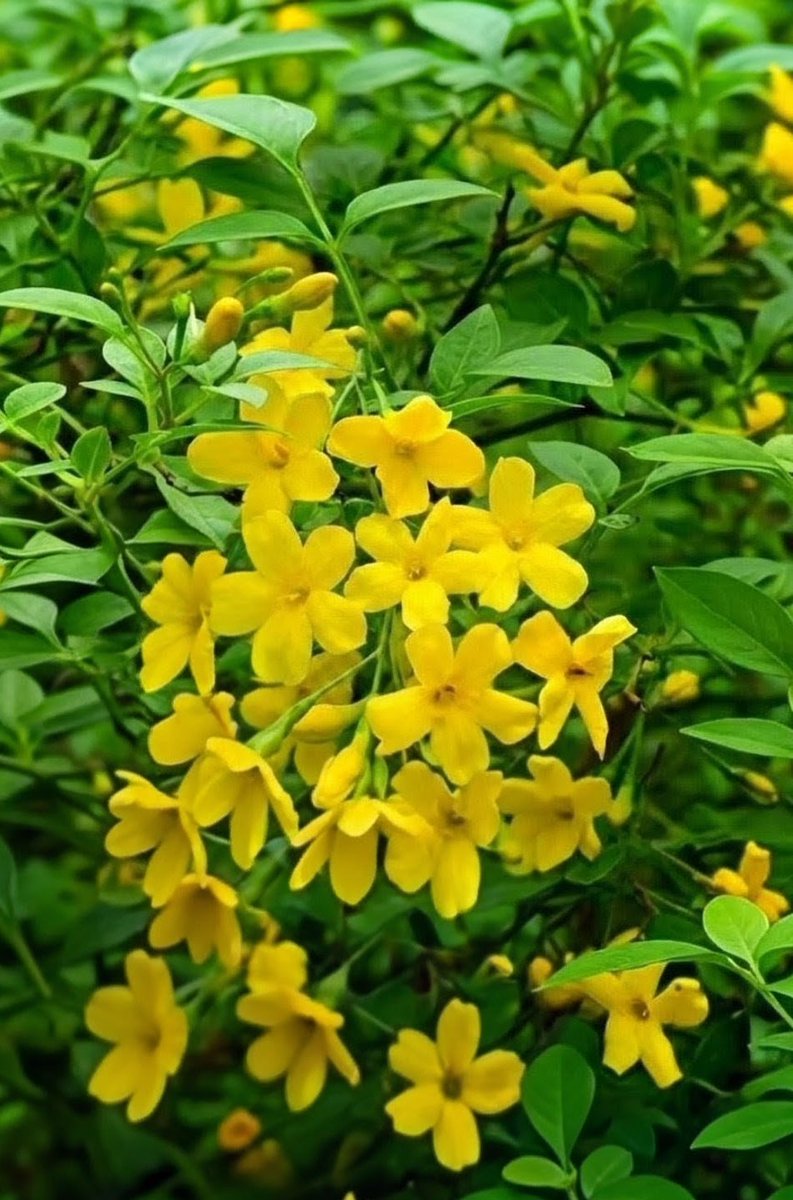 Wayofsky1's tweet photo. ６/８(月) おはようございます💐
今日のお花は【ジャスミン】
和名は｢茉莉花(マツリカ)｣
〝香りの王様〟と言われ強い香りを放ちます *¨*•.¸♬︎
                   🌸《《花言葉》》🌸
     ｢愛らしさ｣ ｢優美｣ ｢官能的｣ ｢清楚｣

          🌹《《色別の花言葉》》🌹
        白色…｢温和｣ ｢従順｣ ｢好色｣
        黄色…｢優雅｣ ｢優美｣
黄色のジャスミンは黄素馨(キソケイ)と言う原種でほとんど香りがありません。

香料として使われますが沢山の花から精油は微量しか採取出来ません

ジャスミンは世界中に300種類あると言われ、お茶はマツリカ、香水には大花ソケイ種が使われてます。

本日はジャスミンティなど如何ですか🍵

それでは今日も良き一日をお過ごしくださいませ🍀

【備考】
ジャスミンとはモクセイ科のソケイ属に属する植物の総称のことを言います☝