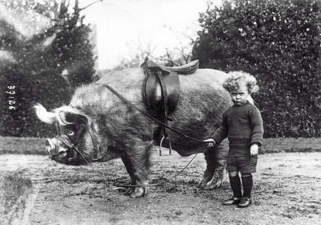 pastarchive's tweet photo. Just a kid with their furry riding hog, 1914. https://t.co/kYDy3WLsAx