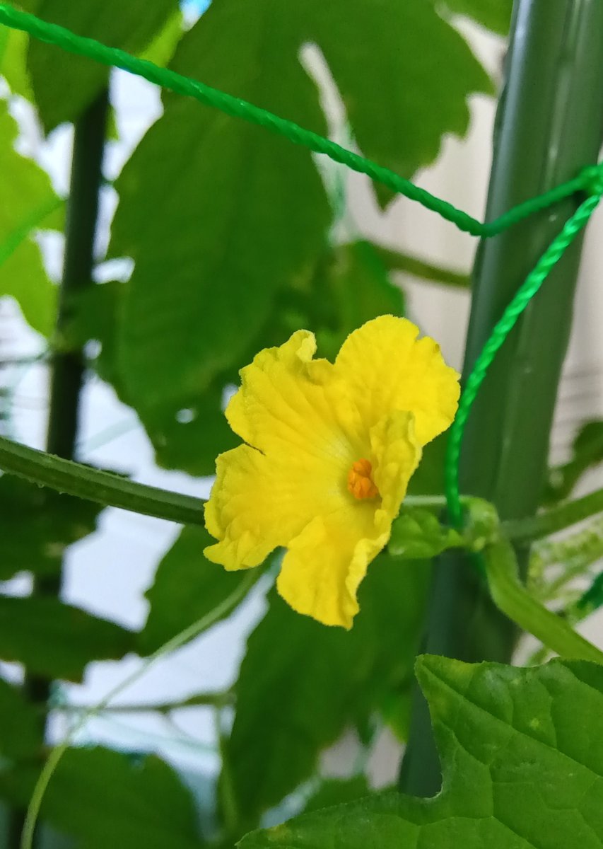 drysaltyplum's tweet photo. ゴーヤに花がついたよ🥹
たぶん雄花と雌花 https://t.co/GgW6x5nwUM