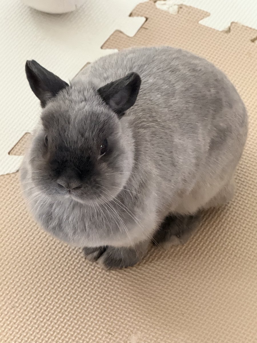 ZgcevAv's tweet photo. おはようございまふ🐰
#ネザーランドドワーフ https://t.co/jLyMeAntrA