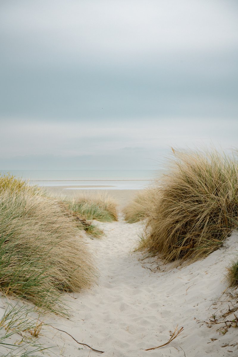 earthcurated's tweet photo. “The path through the dunes always leads to the sea.” 🌊✨ https://t.co/Cy0nHI7rtO