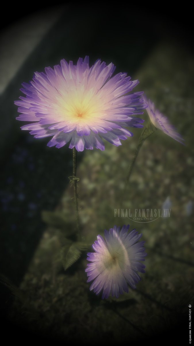 moonlightJEWELY's tweet photo. #FF14風景 https://t.co/XRKOUJPL5E
