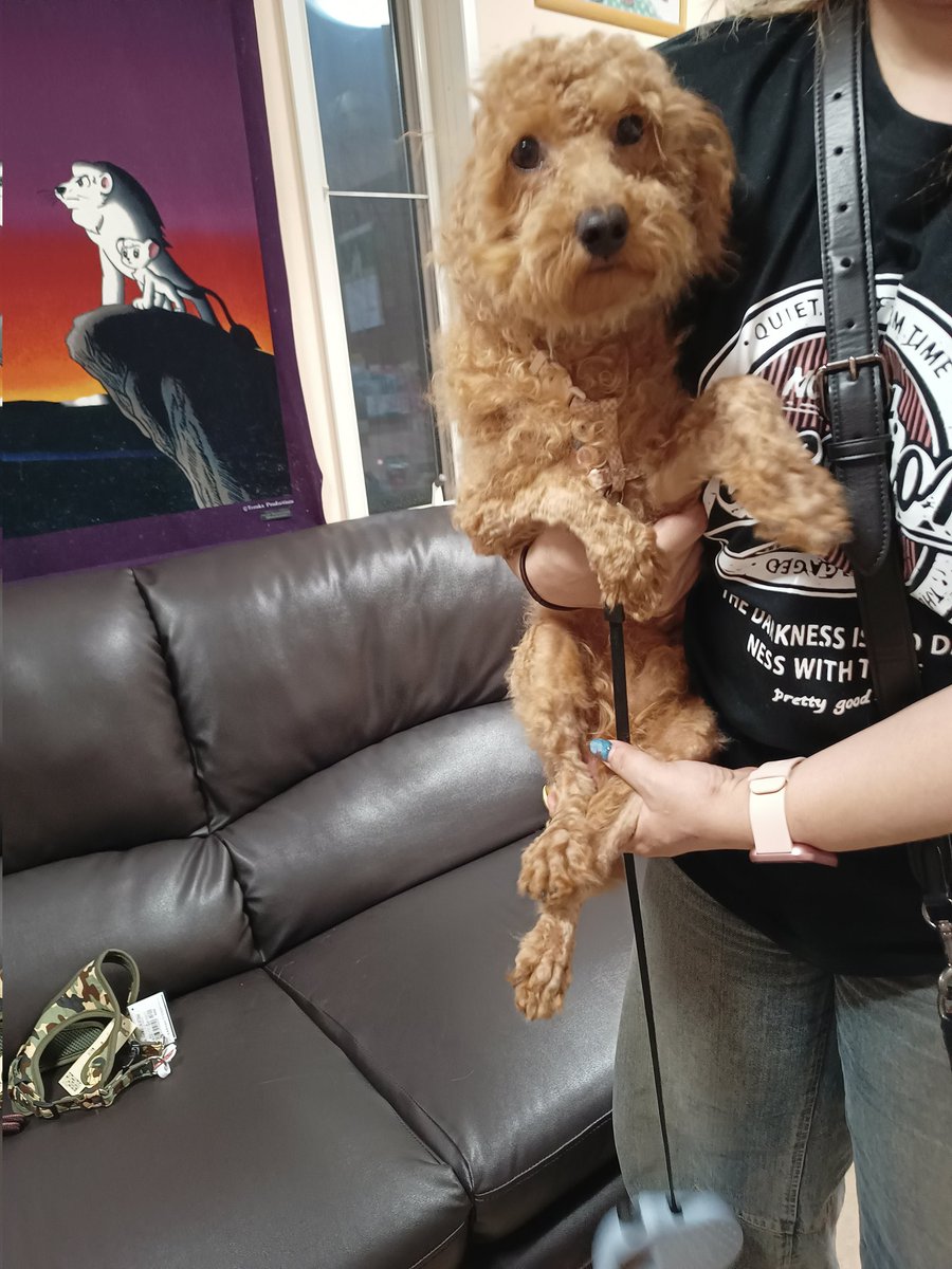 IamMayonnaiser's tweet photo. 誰か飼わんか？

レスキューしてきた犬

去勢手術とかもやる予定なのとプードルなので毎月のトリミングだの今後の医療費だの「当然だよね」って払える方で https://t.co/TYB7BB0jWg