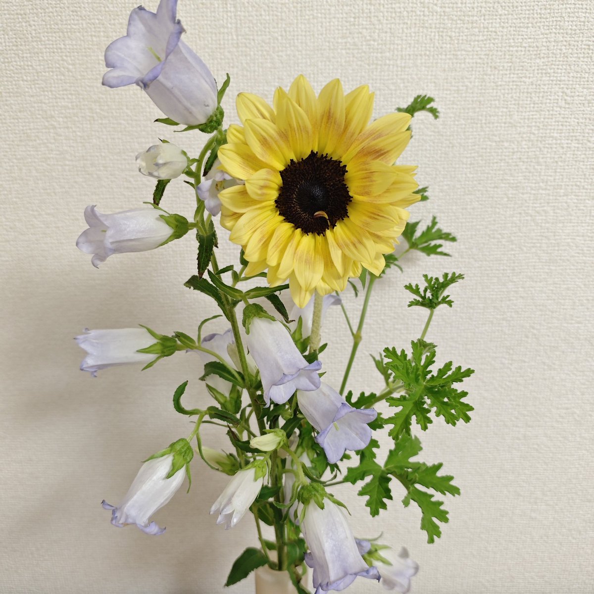gohanumauma's tweet photo. ひまわり🌻
カンパニュラ
ローズゼラニウム https://t.co/QzZT39M20q