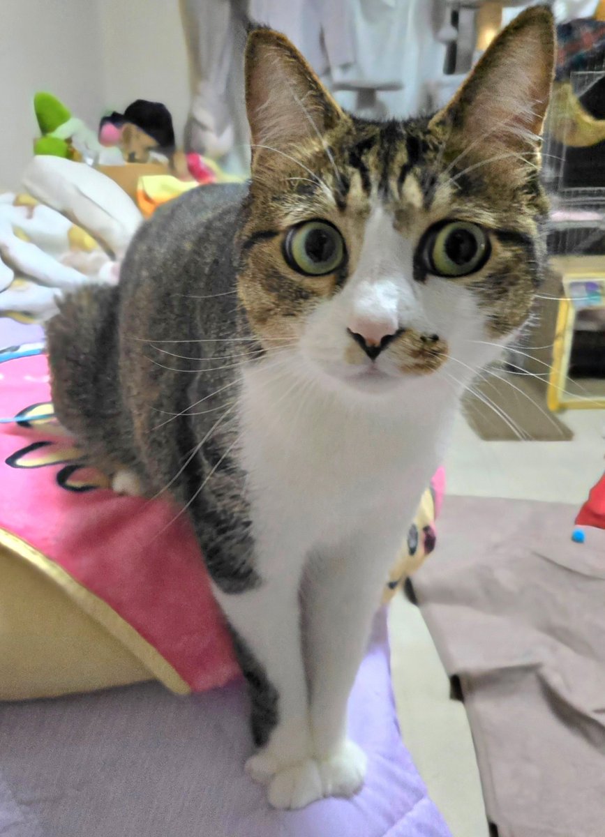 marimo2021915's tweet photo. その顔とポーズなにw https://t.co/Sjoqcxgcc0