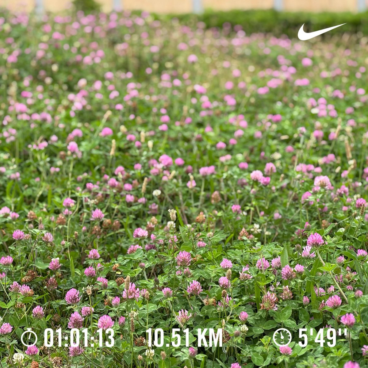 mizdesign's tweet photo. 梅雨入り前のせいか、草木がイキイキと見える。 https://t.co/e5DD5kjuRv