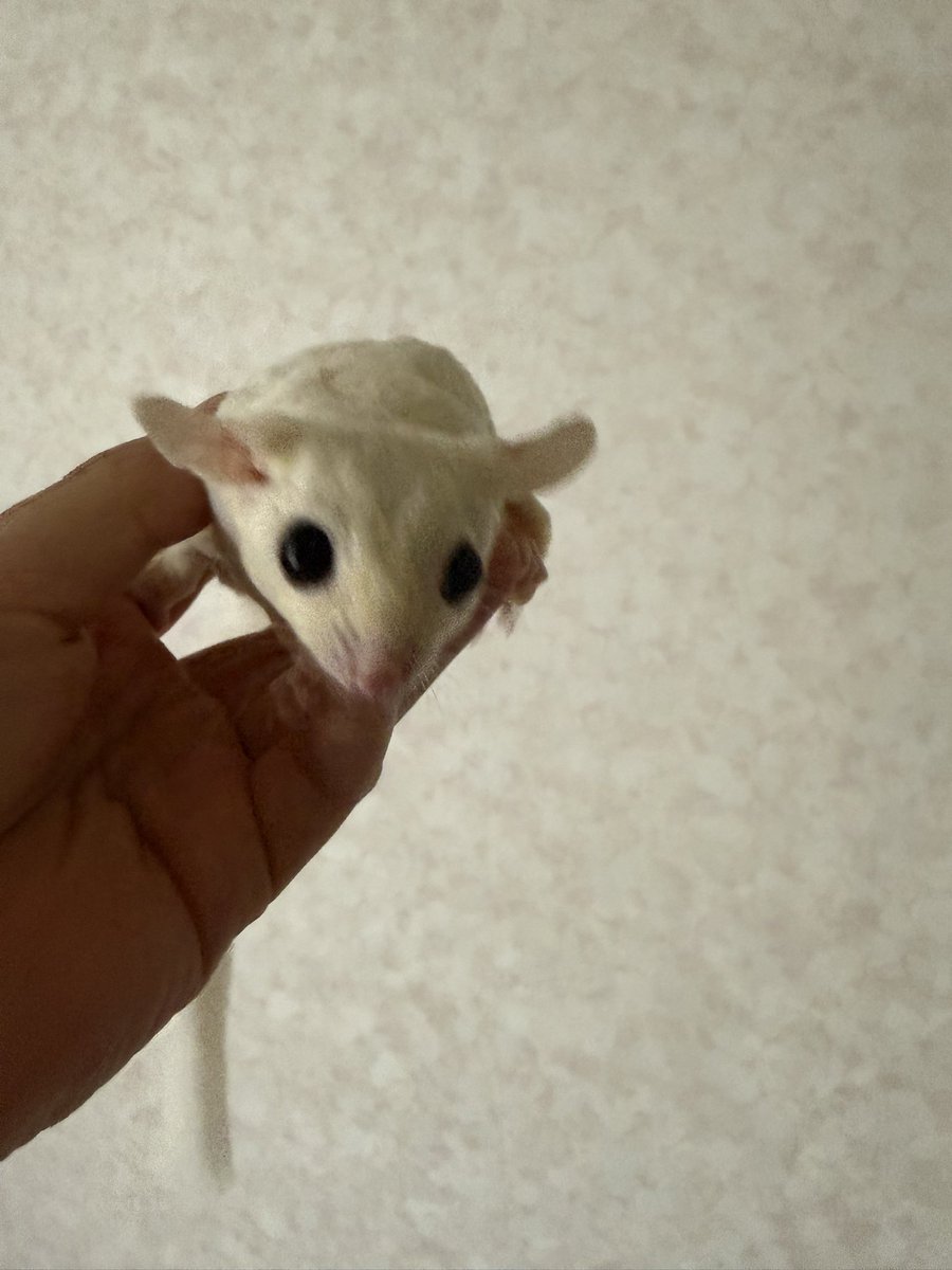 kyml1209's tweet photo. 後頭部を毟るモザイクくんと、乳首を噛みちぎろうとするリューシちゃん

この子達は我が家の依怙贔屓枠なので、基本何しても怒られません。
拗ねられたら飼い主が泣くので。
モザイクくんの胸の匂いが、たまらなくいい匂いで無理矢理嗅いでる https://t.co/4Whx2DMUkB