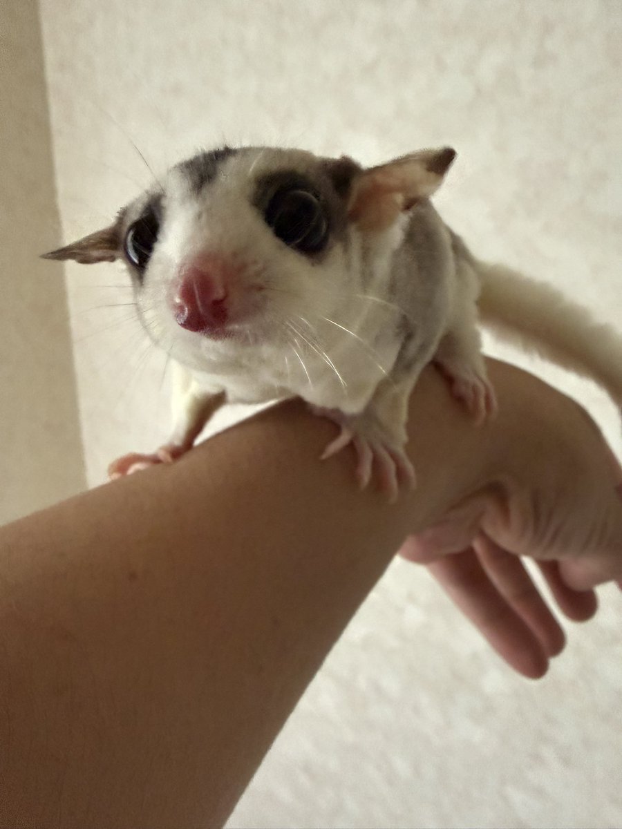 kyml1209's tweet photo. 後頭部を毟るモザイクくんと、乳首を噛みちぎろうとするリューシちゃん

この子達は我が家の依怙贔屓枠なので、基本何しても怒られません。
拗ねられたら飼い主が泣くので。
モザイクくんの胸の匂いが、たまらなくいい匂いで無理矢理嗅いでる https://t.co/4Whx2DMUkB