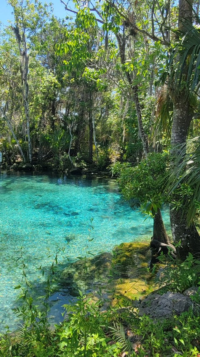 sjgiardini's tweet photo. manatee sanctuary park in cape canaveral, florida... https://t.co/ycb6GudZPW