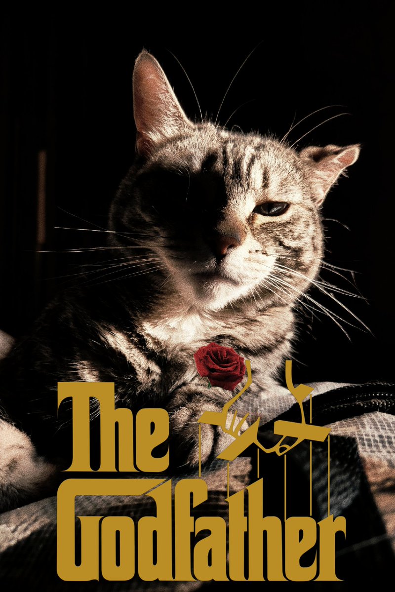 felonia's tweet photo. #cat #TheGodfather Minerva https://t.co/0KnIFpBpQ2