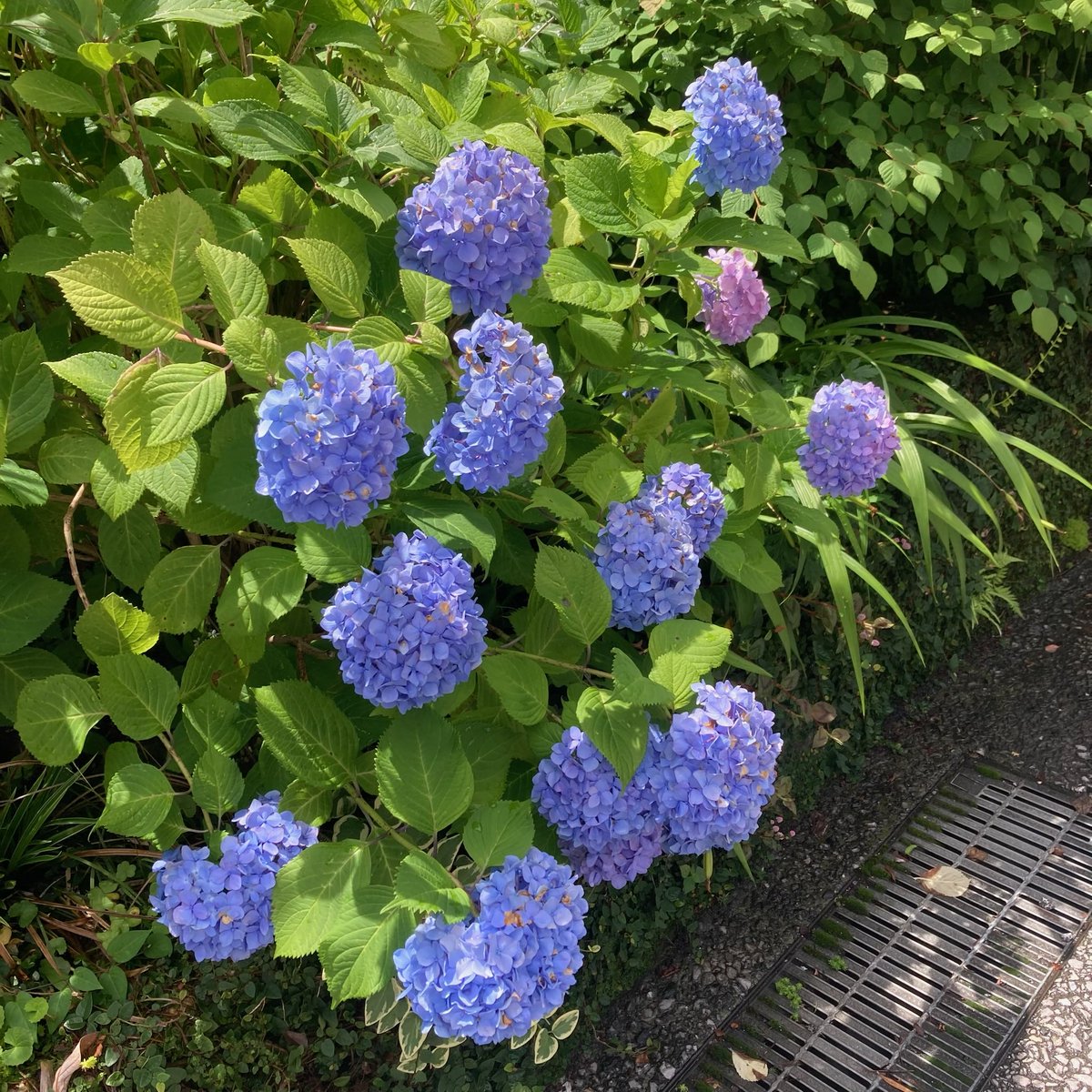 marysophy630's tweet photo. おはようございます🐥

寺町通りで咲いていた紫陽花さん✨ https://t.co/6SqBkYQh2g