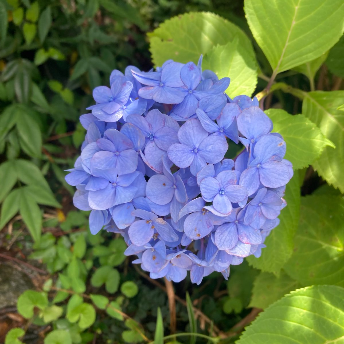 marysophy630's tweet photo. おはようございます🐥

寺町通りで咲いていた紫陽花さん✨ https://t.co/6SqBkYQh2g