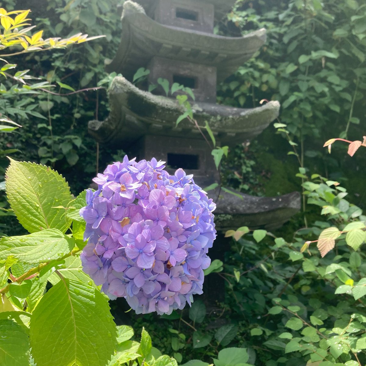 marysophy630's tweet photo. おはようございます🐥

寺町通りで咲いていた紫陽花さん✨ https://t.co/6SqBkYQh2g