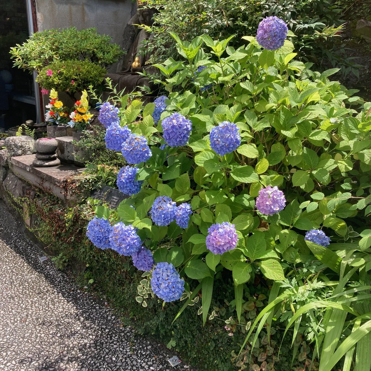 marysophy630's tweet photo. おはようございます🐥

寺町通りで咲いていた紫陽花さん✨ https://t.co/6SqBkYQh2g
