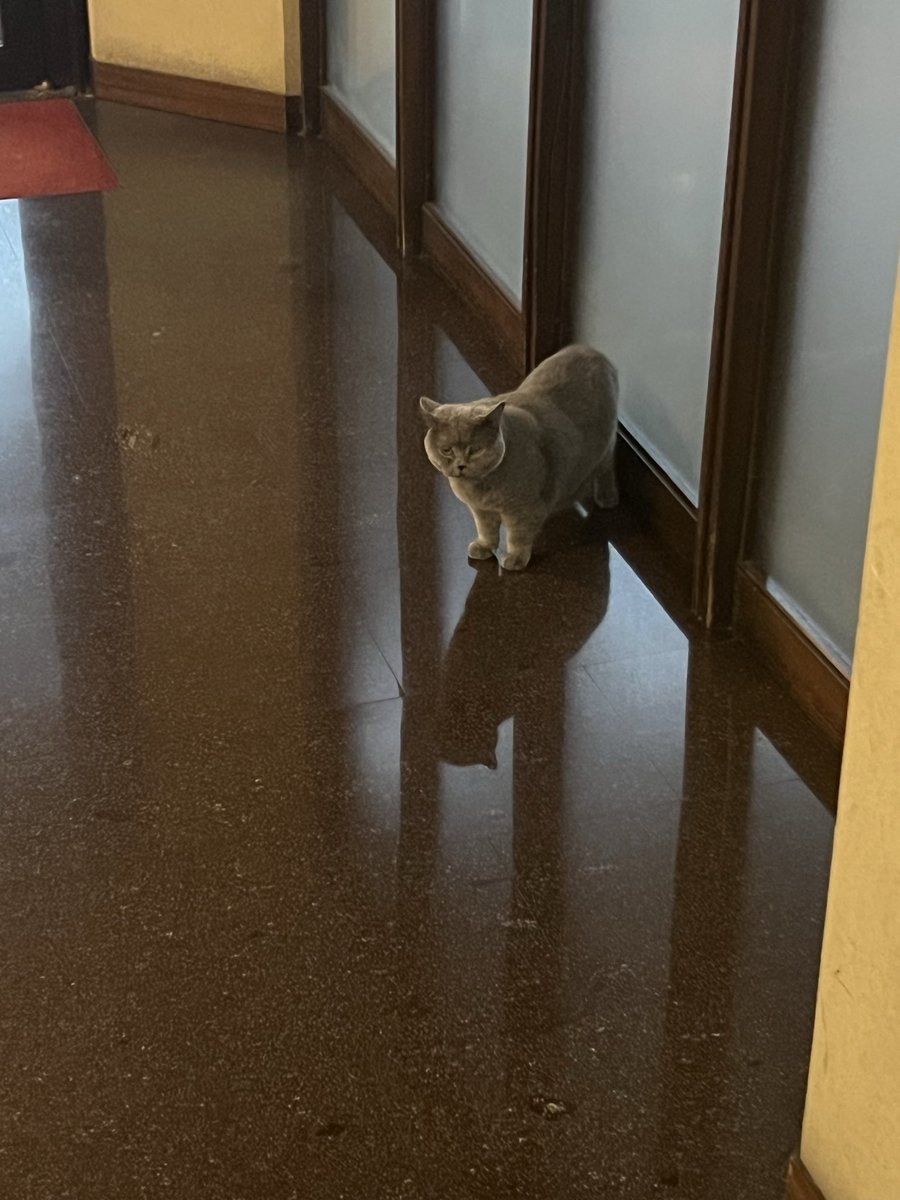 Rat_cat🧂⁉️ tweet media