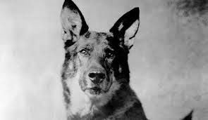 ronsterd89's tweet photo. Does anybody remember this dog? https://t.co/bH1sGULWzc