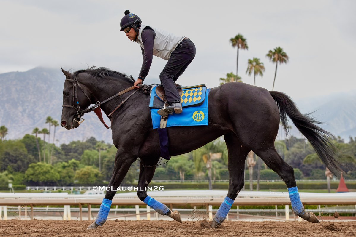 kimo16's tweet photo. Faran (Not This Time out of Kayce Ace) under Humberto Gomez this morning @santaanitapark @ZedanRacing @BobBaffert @hutagomez_gomez https://t.co/t0qNWDGYVB
