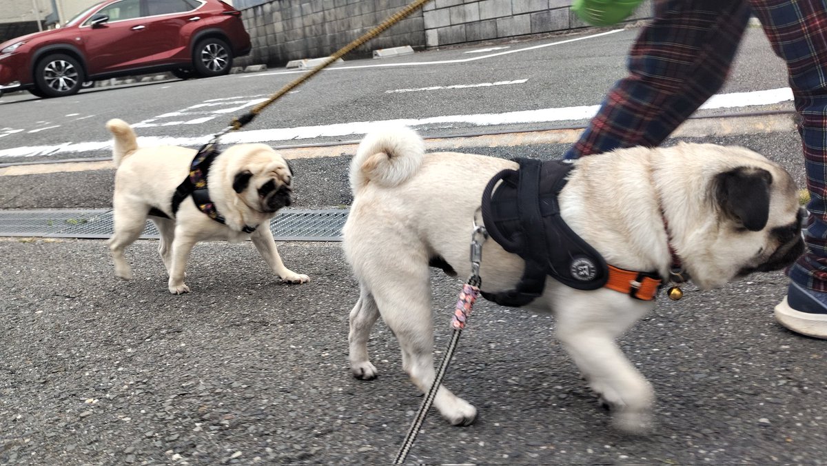 Isa7197's tweet photo. おはようございます。
#pug #パグ https://t.co/0FkKlh9IMF