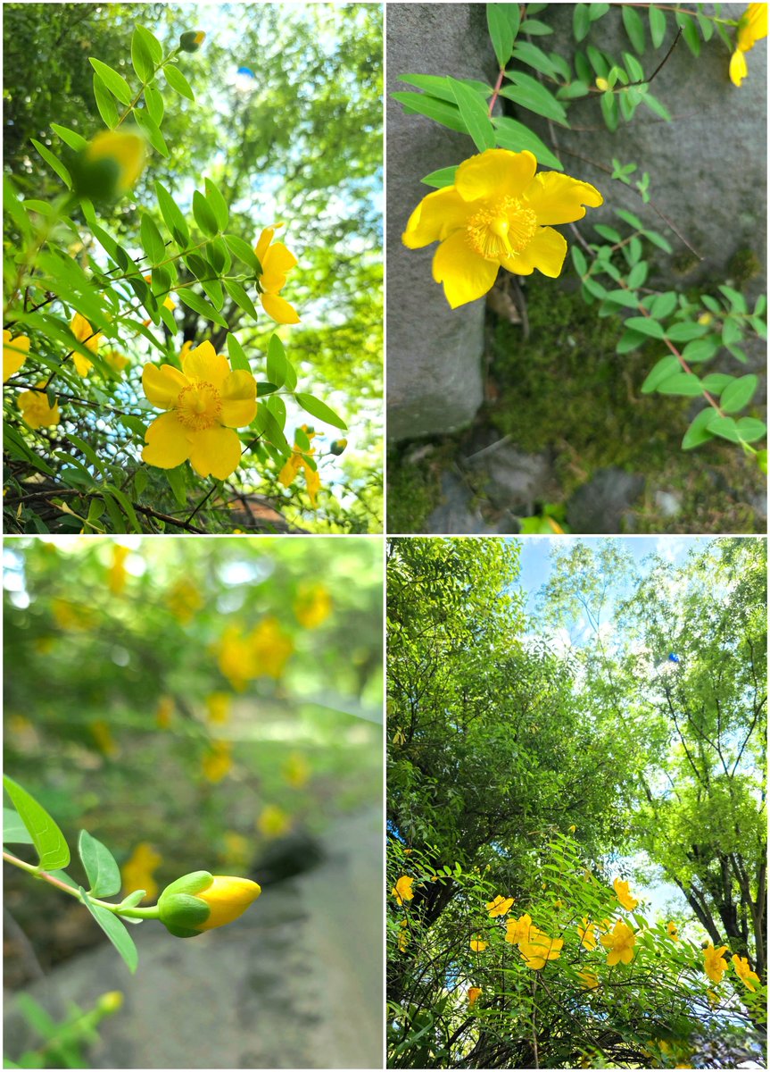 sorasoko277's tweet photo. 🌸おはようございます

今週も よろしくお願いします♪
(୨୧ᵕ̤ᴗᵕ̤)🍀🐌

🌿キンシバイ…❆*·∶ https://t.co/t7LX4OyEQk
