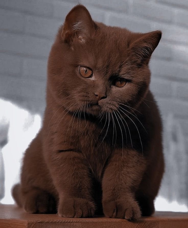 taarikxxx's tweet photo. browni'ye selam söyle yoksa 2026'n berbat olacak! https://t.co/KgkZFpY52Z