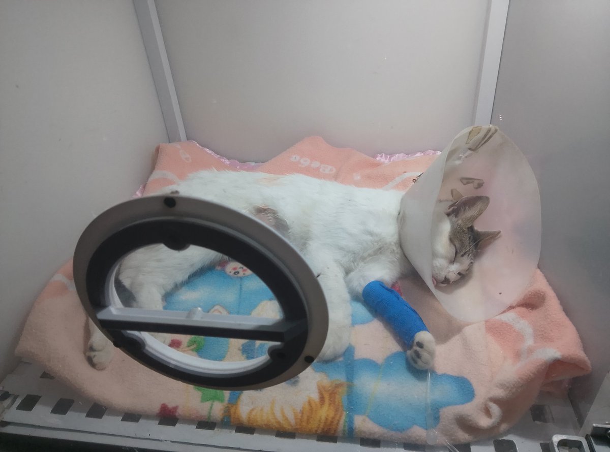 delovesjin's tweet photo. Hola, no suelo hacer estas cosas pero me acaba de pasar algo de emergencia con mi gata y necesito juntar la plata que me falta para pagar la cirugía. ofrezco lecturas de tarot con lo que sea que me puedan colaborar. por favor, se tragó una aguja y ahora está internada :( https://t.co/HM5RGIPWqV