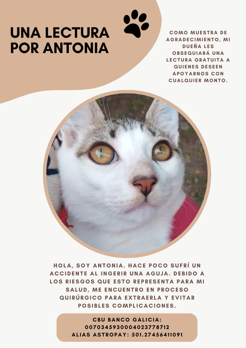 delovesjin's tweet photo. Hola, no suelo hacer estas cosas pero me acaba de pasar algo de emergencia con mi gata y necesito juntar la plata que me falta para pagar la cirugía. ofrezco lecturas de tarot con lo que sea que me puedan colaborar. por favor, se tragó una aguja y ahora está internada :( https://t.co/HM5RGIPWqV
