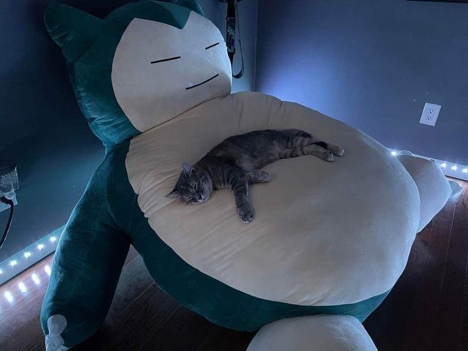 Pokémon Aesthetics tweet media