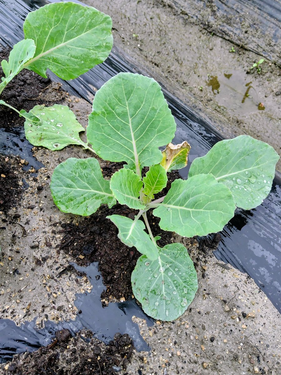 CcFpxs's tweet photo. 雨上がりの特権🌱✨

恵みの雨をたっぷり吸い込んで
キャベツ🥬たちが
全力で葉っぱを広げてます！

​葉🌿の上の水滴💧が
天然のクリスタルみたいに
キラキラ✨してて
見てるだけで癒やされる…
生き生きしたパワーが凄い
​このまま美味しく
元気に育ってねーー！🥬✨

#家庭菜園
#野菜
#キャベツ https://t.co/pDsYRWef8y