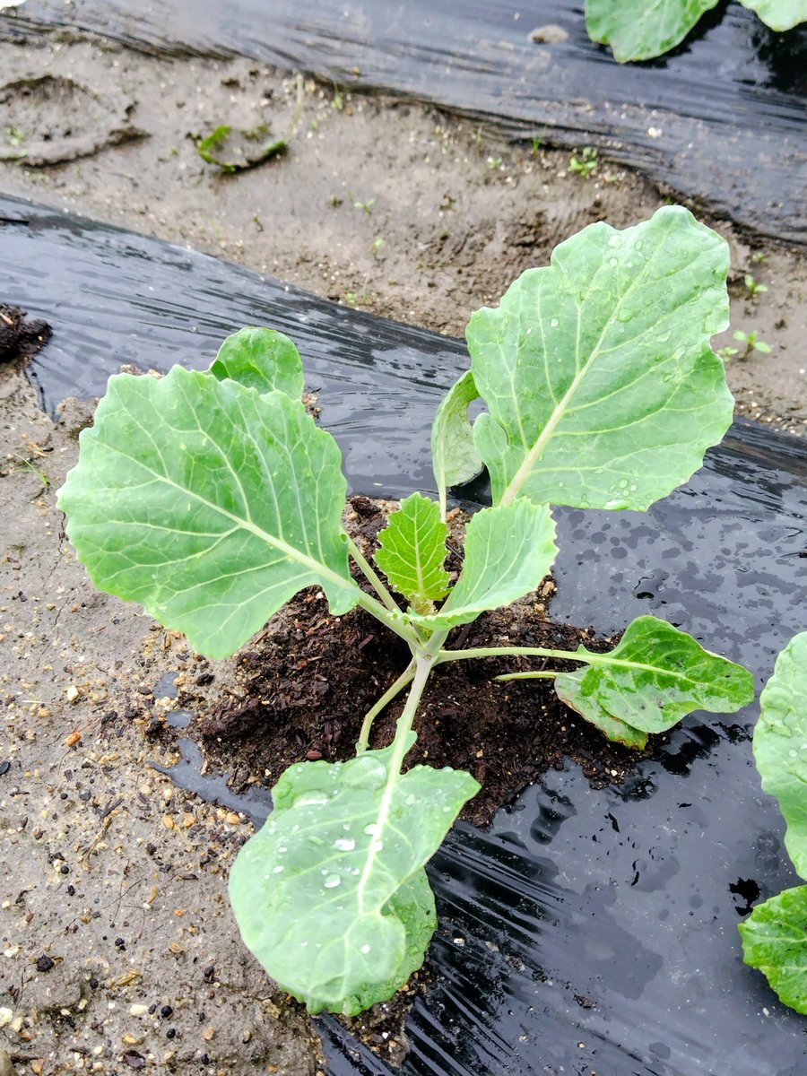 CcFpxs's tweet photo. 雨上がりの特権🌱✨

恵みの雨をたっぷり吸い込んで
キャベツ🥬たちが
全力で葉っぱを広げてます！

​葉🌿の上の水滴💧が
天然のクリスタルみたいに
キラキラ✨してて
見てるだけで癒やされる…
生き生きしたパワーが凄い
​このまま美味しく
元気に育ってねーー！🥬✨

#家庭菜園
#野菜
#キャベツ https://t.co/pDsYRWef8y