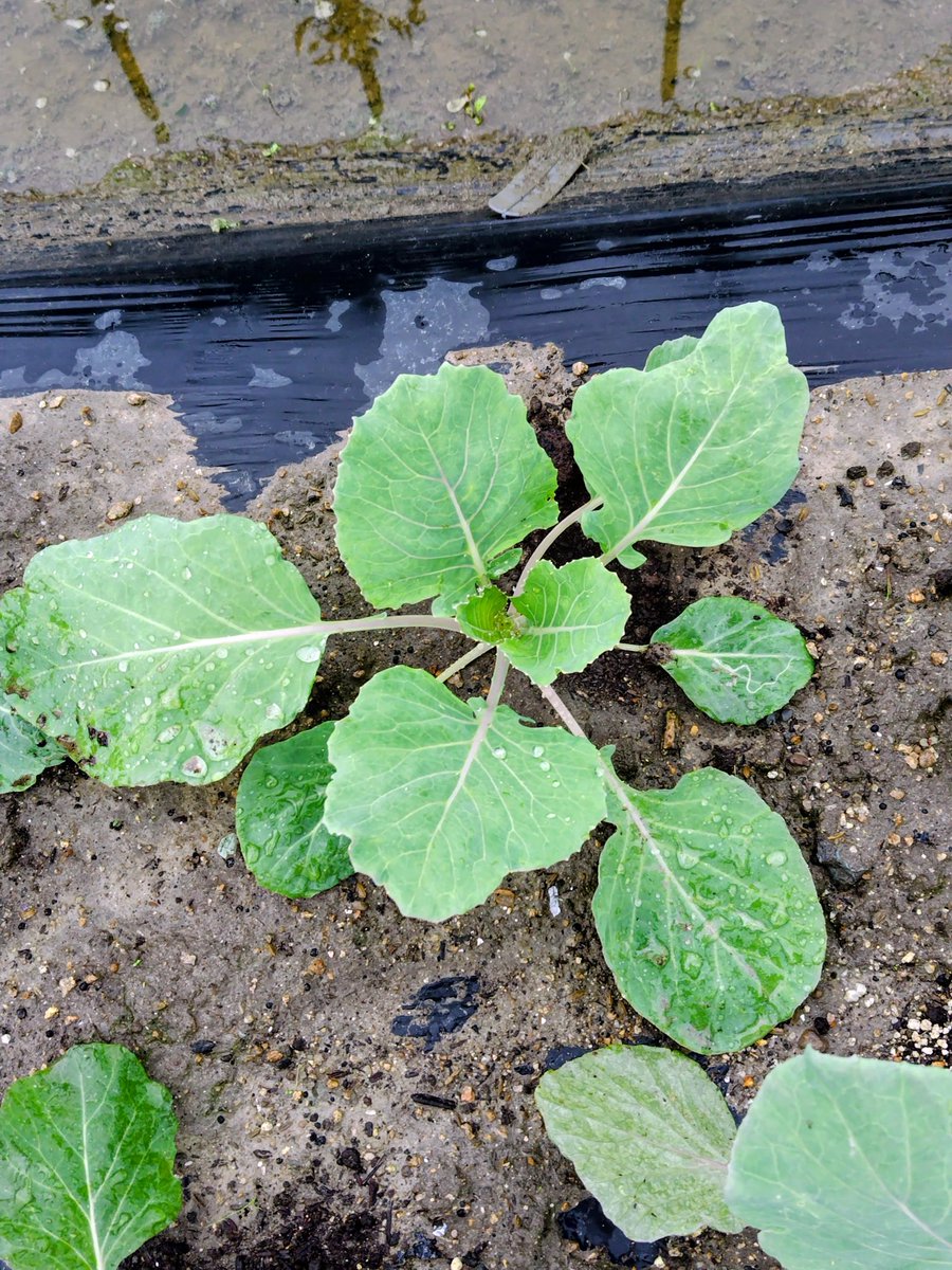 CcFpxs's tweet photo. 雨上がりの特権🌱✨

恵みの雨をたっぷり吸い込んで
キャベツ🥬たちが
全力で葉っぱを広げてます！

​葉🌿の上の水滴💧が
天然のクリスタルみたいに
キラキラ✨してて
見てるだけで癒やされる…
生き生きしたパワーが凄い
​このまま美味しく
元気に育ってねーー！🥬✨

#家庭菜園
#野菜
#キャベツ https://t.co/pDsYRWef8y