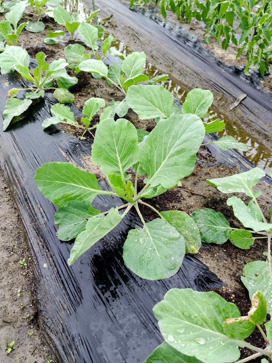 CcFpxs's tweet photo. 雨上がりの特権🌱✨

恵みの雨をたっぷり吸い込んで
キャベツ🥬たちが
全力で葉っぱを広げてます！

​葉🌿の上の水滴💧が
天然のクリスタルみたいに
キラキラ✨してて
見てるだけで癒やされる…
生き生きしたパワーが凄い
​このまま美味しく
元気に育ってねーー！🥬✨

#家庭菜園
#野菜
#キャベツ https://t.co/pDsYRWef8y