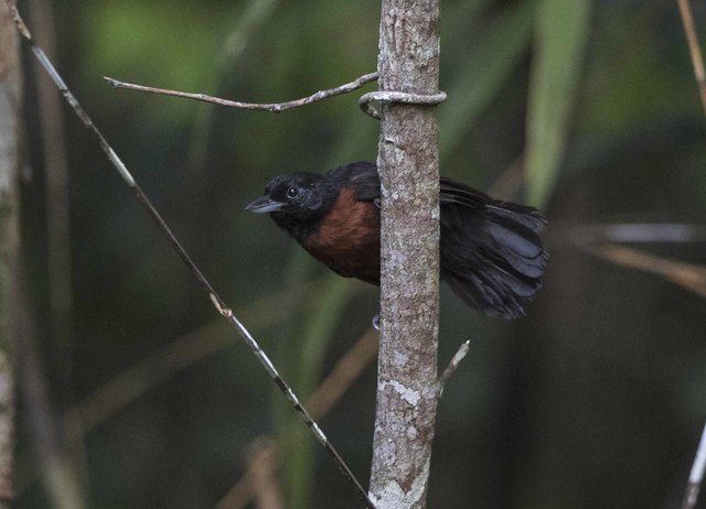 brasil_aves's tweet photo. 🇧🇷Choca-preta
🌎Neoctantes niger
Conservação: Pouco Preocupante

A choca-preta é uma ave da ordem Passeriformes, da família Thamnophilidae. https://t.co/79oe0e39Jx