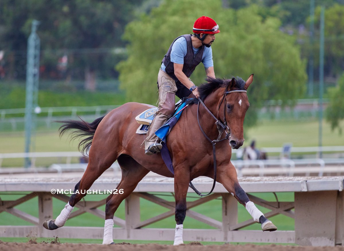 kimo16's tweet photo. Ala Sawab (Flightline out of Message) this morning under assistant trainer Juan Leyva for trainer John Sadler @santaanitapark @sadlerracing @JuanLeyva1984 https://t.co/yZmMHTR2Oa