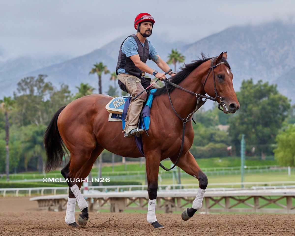 kimo16's tweet photo. Ala Sawab (Flightline out of Message) this morning under assistant trainer Juan Leyva for trainer John Sadler @santaanitapark @sadlerracing @JuanLeyva1984 https://t.co/yZmMHTR2Oa