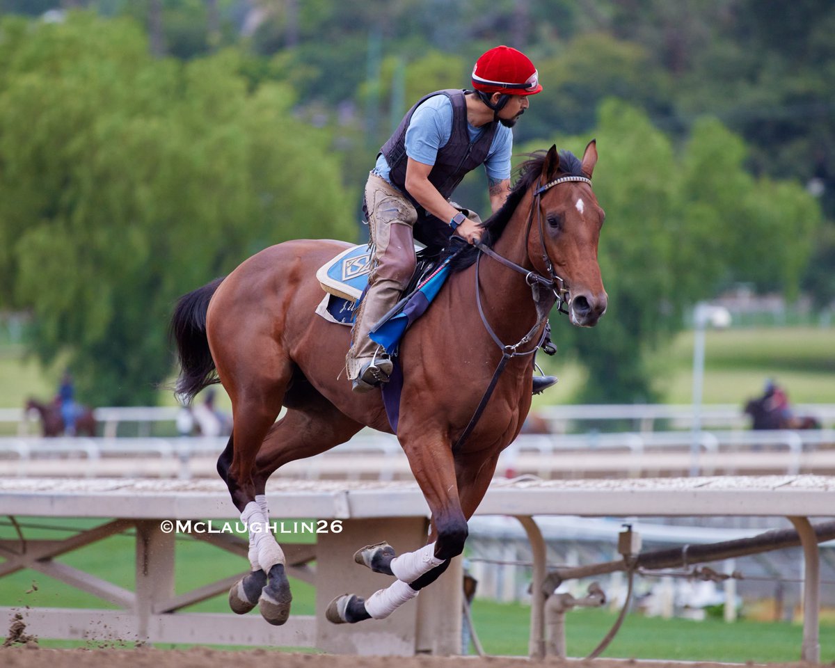 kimo16's tweet photo. Ala Sawab (Flightline out of Message) this morning under assistant trainer Juan Leyva for trainer John Sadler @santaanitapark @sadlerracing @JuanLeyva1984 https://t.co/yZmMHTR2Oa