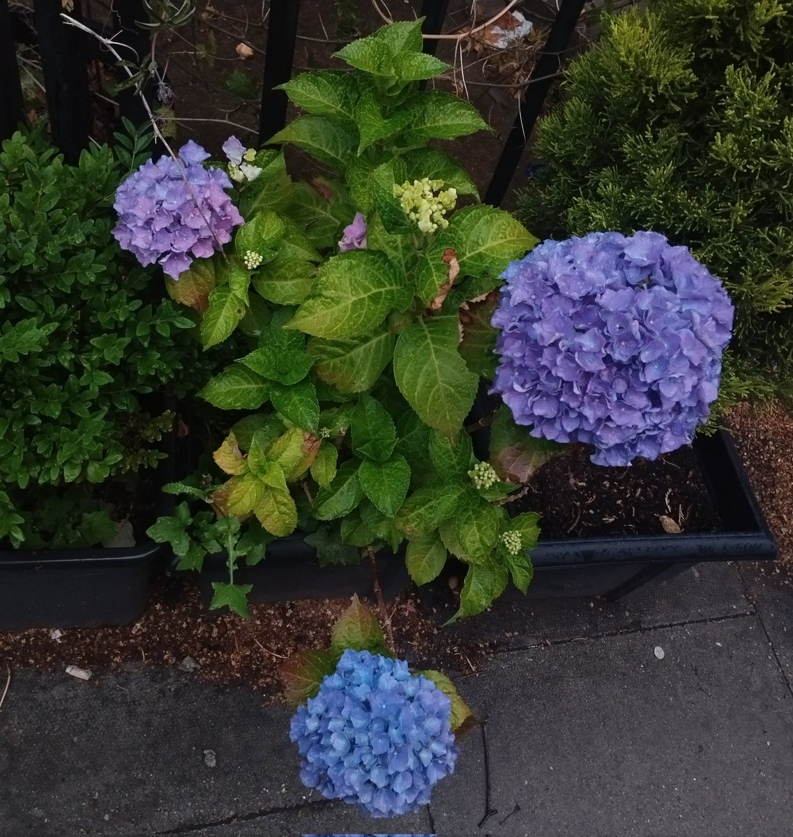 ancientblooming's tweet photo. 25,000 steps and visiting churches and admiring flowers and https://t.co/SNDr6B2pua