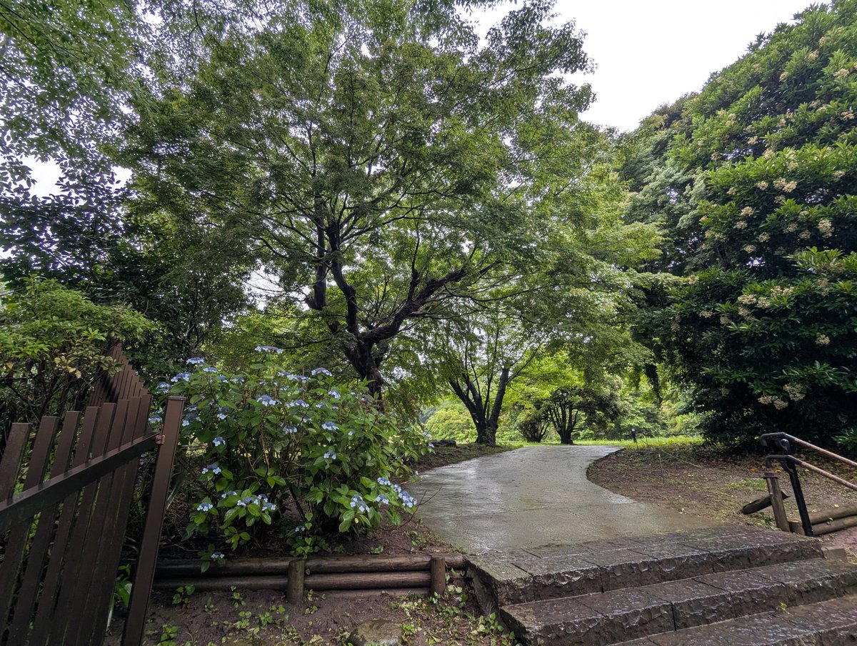 kamakura_press's tweet photo. おは永福寺跡

今朝の鎌倉は雨
気温は19度となっています。

蛙の鳴き声が聞こえる永福寺跡です。

今日も1日笑顔で！

#鎌倉PRESS #鎌倉プレス #永福寺跡 #今日の鎌倉 #鎌倉日暦 #鎌倉毎日天気

↓今日の暦と運勢↓
https://t.co/yz3IH0Eahl https://t.co/2jD12cV6ga