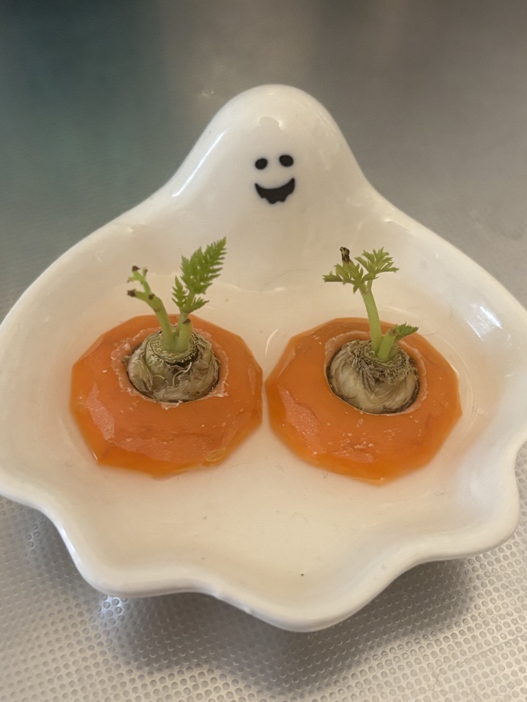 vgvd's tweet photo. おはヴィ～！

育乳中の乳（ニンジン）からかわいい葉っぱが！
今週も頑張るヴィ～🥕🎶 https://t.co/by87wZiQnF