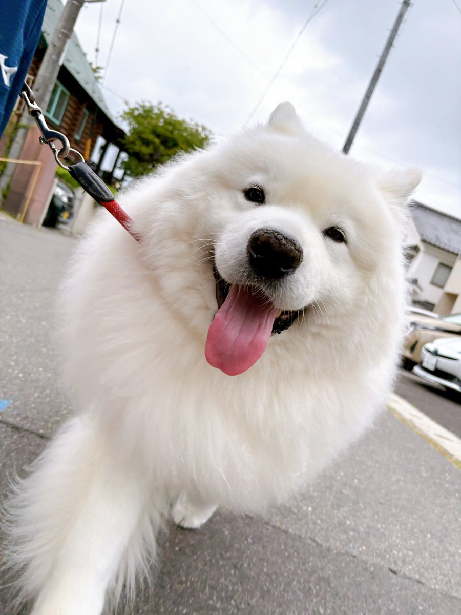 samoyedsunny's tweet photo. 今週も笑顔で1週間過ごせるように、あなたのタイムラインを浄化しておくねー！ https://t.co/5hLrnvQ0kL