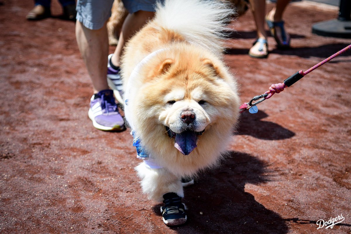 Dodgers's tweet photo. All the Dodger dogs in the house for Pups in the Park presented by Tavo. 🐶 https://t.co/mpn9F2FEWg