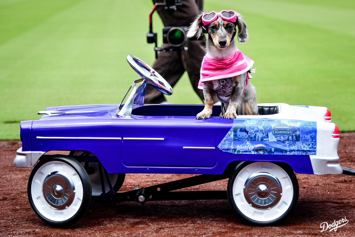 Dodgers's tweet photo. All the Dodger dogs in the house for Pups in the Park presented by Tavo. 🐶 https://t.co/mpn9F2FEWg